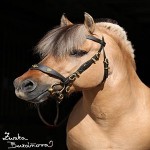 Obrazek